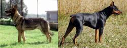 Kunming Dog vs German Pinscher - Breed Comparison