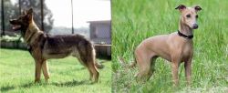 Kunming Dog vs Italian Greyhound - Breed Comparison