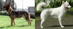Kunming Dog vs Kintamani - Breed Comparison