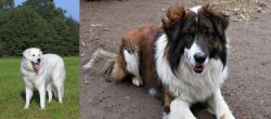 Kuvasz vs Aidi - Breed Comparison