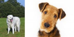 Kuvasz vs Airedale Terrier - Breed Comparison