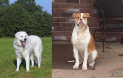 Kuvasz vs Alapaha Blue Blood Bulldog - Breed Comparison