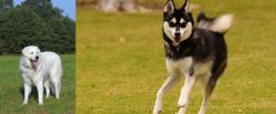Kuvasz vs Alaskan Klee Kai - Breed Comparison