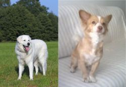 Kuvasz vs Alopekis - Breed Comparison