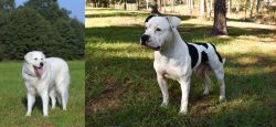 Kuvasz vs American Bulldog - Breed Comparison