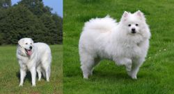 Kuvasz vs American Eskimo Dog - Breed Comparison