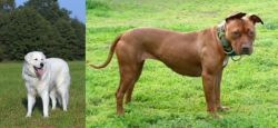 Kuvasz vs American Pit Bull Terrier - Breed Comparison