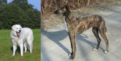 Kuvasz vs American Staghound - Breed Comparison