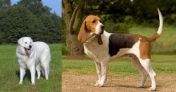 Kuvasz vs Artois Hound - Breed Comparison