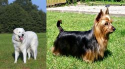 Kuvasz vs Australian Silky Terrier - Breed Comparison