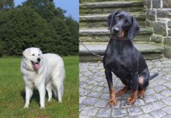 Kuvasz vs Austrian Black and Tan Hound - Breed Comparison