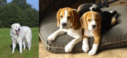 Kuvasz vs Beagle - Breed Comparison