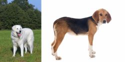 Kuvasz vs Beagle-Harrier - Breed Comparison