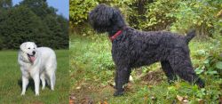 Kuvasz vs Black Russian Terrier - Breed Comparison