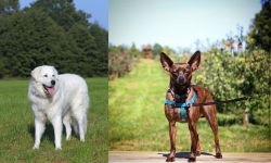 Kuvasz vs Bospin - Breed Comparison