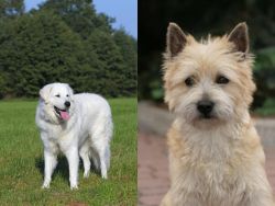Kuvasz vs Cairn Terrier - Breed Comparison