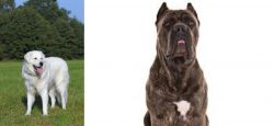 Kuvasz vs Cane Corso - Breed Comparison