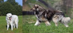 Kuvasz vs Carpatin - Breed Comparison