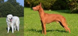 Kuvasz vs Cirneco dell'Etna - Breed Comparison