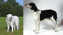Kuvasz vs Francais Blanc et Noir - Breed Comparison