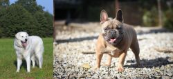 Kuvasz vs French Bulldog - Breed Comparison