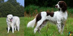 Kuvasz vs French Spaniel - Breed Comparison