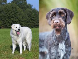 Kuvasz vs German Wirehaired Pointer - Breed Comparison