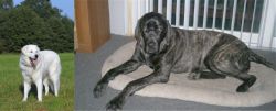 Kuvasz vs Giant Maso Mastiff - Breed Comparison