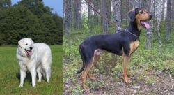 Kuvasz vs Greek Harehound - Breed Comparison