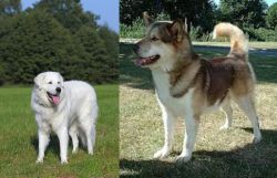 Kuvasz vs Greenland Dog - Breed Comparison