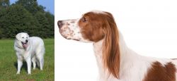 Kuvasz vs Irish Red and White Setter - Breed Comparison