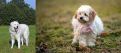 Kuvasz vs West Highland White Terrier - Breed Comparison