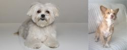 Kyi-Leo vs Alopekis - Breed Comparison