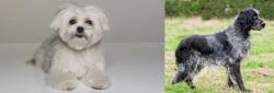 Kyi-Leo vs Blue Picardy Spaniel - Breed Comparison