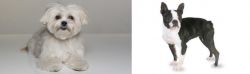 Kyi-Leo vs Boston Terrier - Breed Comparison