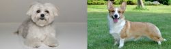 Kyi-Leo vs Cardigan Welsh Corgi - Breed Comparison