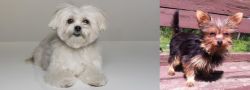 Kyi-Leo vs Chorkie - Breed Comparison