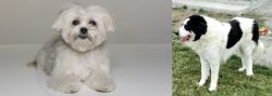Kyi-Leo vs Ciobanesc de Bucovina - Breed Comparison