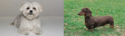 Kyi-Leo vs Dachshund - Breed Comparison