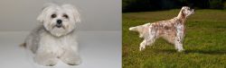 Kyi-Leo vs English Setter - Breed Comparison