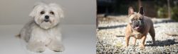 Kyi-Leo vs French Bulldog - Breed Comparison