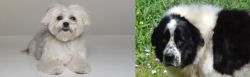 Kyi-Leo vs Greek Sheepdog - Breed Comparison
