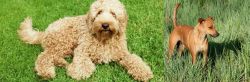 Labradoodle vs Africanis - Breed Comparison