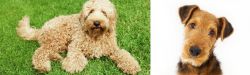Labradoodle vs Airedale Terrier - Breed Comparison