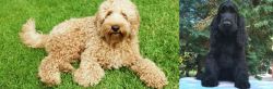 Labradoodle vs American Cocker Spaniel - Breed Comparison