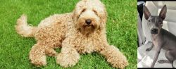 Labradoodle vs American Hairless Terrier - Breed Comparison