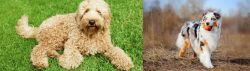 Labradoodle vs Australian Shepherd - Breed Comparison