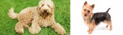 Labradoodle vs Australian Terrier - Breed Comparison