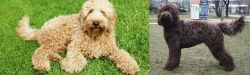 Labradoodle vs Barbet - Breed Comparison