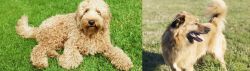 Labradoodle vs Basque Shepherd - Breed Comparison